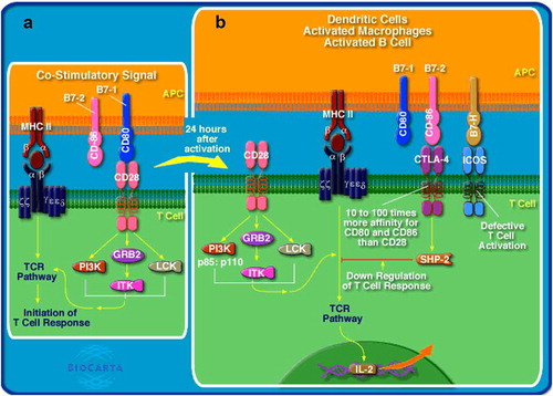 Figure 3. Antigen presentation/processing and T cell activation pathways. APCs with MHC class II-bound antigen bind to T cell receptor (TCR) on T cells and co-stimulatory molecule CD28 (on T cells) binds to CD80 (on APCs), resulting in T cell activation (a). Antigen presentation/processing and T cell activation pathways were downregulated in circulating CD33+HLA-DR– cells. Following activation, T cell response is regulated, perhaps by a negative-feedback mechanism to prevent the development of autoimmunity and shutdown unnecessary activation of T cells. CTLA-4 and ICOS on activated T cells binds to CD86 and B7-H on activated APCs, respectively, resulting in the inhibition of T cell activation (b). Figure obtained from BioCarta/DAVID functional annotation analyses