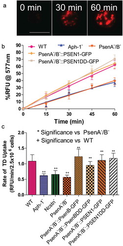 Figure 1. Dictyostelium mutants lacking γ-secretase component orthologs are unable to endocytose at wild type levels. Dictyostelium cells were shaken in media containing fluorescent TRITC-Dextran, and fluorescence uptake was used to monitor macropinocytosis over time, in wild-type cells, PsenA−/B−, Aph-1− and Ncstn− cells, and PsenA−/B− following rescue by the proteolytic and non-proteolytic human PSEN1 proteins (PsenA−/B−::PSEN1-GFP and PsenA−/B−::PSEN1DD). (a) Representative images showing uptake of TRITC-Dextran by wild-type cells over a 60-min period. Scale bar: 10μ m. (b) Quantification of macropinocytosis over 60 min (±SEM). (c) Rate of macropinocytosis over 60 min (±SD). Data are provided from at least three independent experiments with technical duplicates. ++p > 0.01 to wild type, **p > 0.01 to PsenA−/B−.