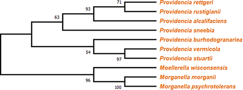 Figure 5 Cladogram representing a branched diagram of top 10 BLASTp hits of different species, where P. stuartii, and P. vermicola have bootstrap support of 97, with Morganella morganii and Morganella psychrotolerans having the highest bootstrap value of 100.