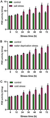 Figure 8. Antioxidative enzyme POD activity in Arabidopsis root under different stresses. (A) Salt stress, (B) cold stress, (C) water deprivation stress.