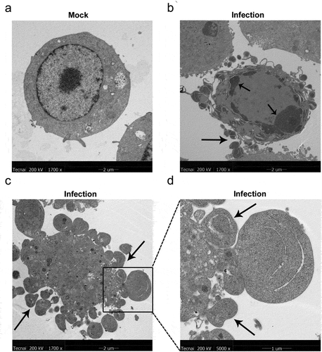 Figure 2. MO infection induces chromatin condensation and apoptotic body-like vesicles formation in MH-S cells. MH-S cells were mock-infected (a) or infected (b-d) with 10 MOI of MO for 24 hours and then collected for ultrastructural observation through TEM. Short black arrow shows the perinuclear clustering of condensed chromatin. Long black arrow indicates apoptotic bodies enwrapping condensed chromatin and cytoplasmic components. Bar: 2 or 1 μm