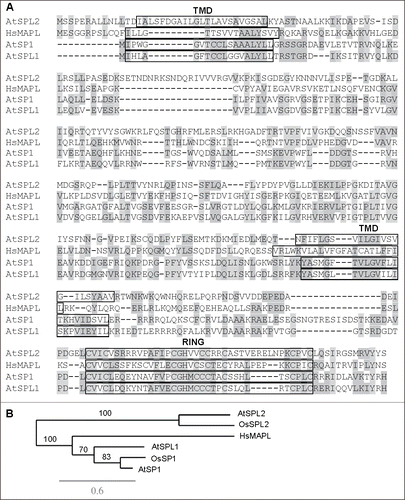 Figure 1. Sequence analysis of Arabidopsis SP1, SPL1 and SPL2 and human MAPL proteins. (A) Amino acid sequence alignment of SP1, SPL1, SPL2 and MAPL performed by the ClustalW2 program (http://www.ebi.ac.uk/Tools/msa/clustalw2/). Identical and similar residues are shaded. Predicted transmembrane (TMD) and RING domains are indicated by boxes. (B) Phylogenetic analysis of plant SP1-related proteins and human MAPL by Phylogeny.fr (http://www.phylogeny.fr/). At, Arabidopsis thaliana. Os, Oryza sativa. Hs, Homo sapiens. Scale bar, 0.6 amino acid substitutions per site. Branch support values are shown as percentage.