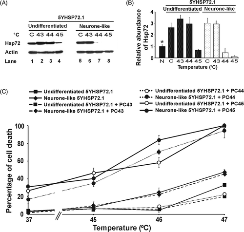 Figure 4. Correlation of Hsp72 expression levels and thermotolerance in both undifferentiated and neurone-like 5YHSP72.1 cells. (A) Undifferentiated and neurone-like 5YHSP72.1 cells were heated at the temperatures (°C) indicated for 30 min and allowed to recover for 8 h at 37°C before harvesting. Control cells (denoted C) were maintained at 37°C throughout. Lysates were subjected to western immunoblotting with anti-Hsp72 and actin antibodies. In this case secondary antibodies conjugated to horseradish peroxidise were used. (B) Levels of Hsp72 induction were quantified by densitometric analysis of the image in Figure 4A. *Fold induction values were normalised to the levels of Hsp72 in undifferentiated SH-SY5Y cells (denoted N) (see Supplementary Figure S1A). Note that the values for fold induction are relatively smaller here than those shown for corresponding cells in Figure 2D because of systematic differences in the quantification of bands using ECL techniques as opposed to fluorometric techniques. (C) Cells were exposed to the indicated temperatures for 30 min and after 18 h recovery at 37°C, the percentage of cells undergoing cell death was determined. Where indicated, cells were thermally preconditioned (PC) at 43°C (PC43), 44°C (PC44) or 45°C (PC45) for 30 min before subsequent heating at the temperatures shown. All results are from three independent experiments. Error bars indicate standard deviation.