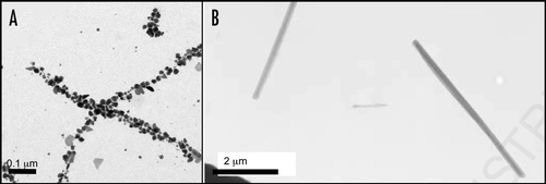 Figure 4 Amyloid-like fibers for bionanotechnology. (A) Nanowires based on the N-terminal region of the yeast prion, Sup35. Nanogold was covalently linked to the engineered cysteine residues in the protein and conjugate colloidal gold and silver particles were associated along the fibers to form wires,Citation80 (B) assembly of diphenylalanine to form nanotubes that can be filled with silver to make nanowires.Citation82