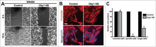 Figure 5. Cby1 KD causes changes in cell morphology during cell migration. A. Cell migration of control or Cby1-KD SW480 cells was analyzed using wound healing assays. SW480 cells were grown to confluence, and a scratch was applied with a plastic pipette tip. Phase-contrast images were taken at 0 and 72 h after wounding. B. SW480 cells were seeded onto coverslips, fixed at 48 h after wounding, and stained with phalloidin and DAPI. Scale bar, 20 μm. C. Quantification of cell morphology at the wound edge. SW480 cells were fixed and stained with phalloidin and DAPI at 48 h after wounding. The numbers of cuboid- and spindle-shaped cells as well as single cells near the wound edge were counted. The results are expressed as mean ± SEM, and the numbers of control cells are set as 100. * P < 0.05; ** P < 0.001.