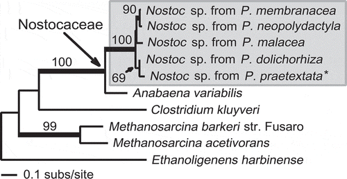 Fig. 4. Maximum likelihood (ML) phylogeny of vnfN, demonstrating the placement of the Peltigera praetextata vnfN transcript (*). Values above branches represent ML bootstrap proportions (BP) ≥ 50%; branches in bold indicate ML-BP support ≥ 70%.
