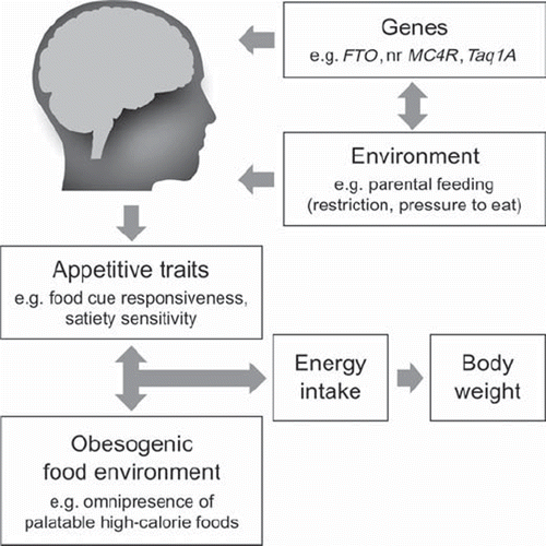 Figure 1. Biobehavioural susceptibility model of child and adult obesity. In this putative model, individuals develop enduring, measurable appetitive traits early in life. These traits are influenced by genetic factors as well as factors in the early environment (e.g. parental feeding behaviour), and may be associated with differential patterns of neural activation in response to food and food cues. Together, these traits impact how each person responds to obesogenic influences in the modern-day food environment, which in turn influences his or her energy intake and adiposity level.