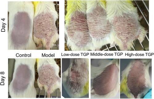 Figure 1 Skin changes in the Low-dose, Middle-dose, and High-dose TGP groups on Day 4 and Day 8.