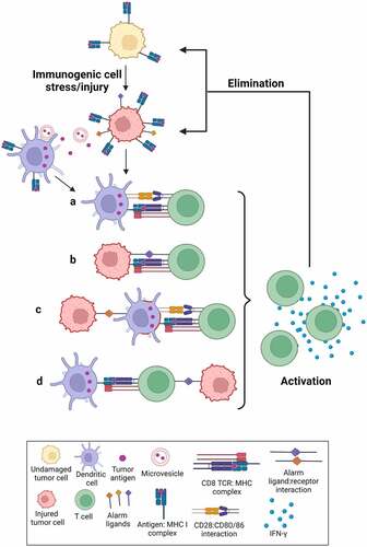 Figure 1. Immunogenic cell stress/injury stimulates an anti-tumor immune response.