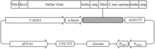 Figure 1.  Schematic diagram of recombinant pPICZαA harboring HuEpo gene (Epo/PICZαA: 4.1kb). XhoI and XbaI denote to the restriction sites employed for directional cloning of Epo gene into pPICZαA under control of AOX1 promoter, down stream of secretion signal (α-factor) and cleavage sequence (Kex2). AOX1 TT, 6xHis and Stop denote to the transcription termination sequence, His tag and stop codons, respectively.