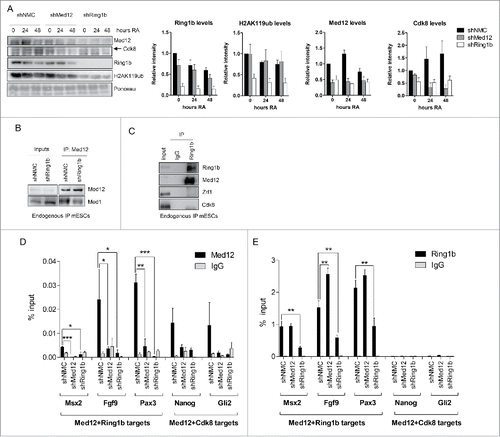 Figure 2. Interdependency of Ring1b and Med12 recruitment to chromatin. (A) Ring1b regulates the recruitment of subunits of the kinase module of Mediator to chromatin. Pluripotent and early differentiating mESCs (shNMC, shMed12 and shRing1b) were fractionated and the chromatin fractions were analyzed employing the respective antibodies. The arrowhead shows the corresponding band for Cdk8. The relative intensities of the protein levels were calculated as fold change to 0 timepoint shNMC samples +/− SEM, N=4, using the ponceau intensities as reference. (B) Ring1b controls the association of Med12 with the core Mediator protein Med1. Endogenous immunoprecipitations (IPs) with Med12 antibodies and protein extracts from control (shNMC) and Ring1b (shRing1b) knockdown mESCs. The precipitated material was analyzed by western blotting with the indicated antibodies. Inputs represent 7% of the material used for each IP. (C) Endogenous IPs with Ring1b antibodies and nuclear extracts from mESCs. The precipitated material was analyzed by western blotting with the indicated antibodies. Inputs represent 7% of the material used for each IP. (D) Ring1b regulates the recruitment of Med12 to promoters of Med12+Ring1b and Med12+Cdk8 target genes in mESCs. Chromatin immunoprecipitations (ChIPs) using chromatin from control (shNMC), Med12 (shMed12) and Ring1b (shRing1b) knockdown mESCs followed by qPCRs on selected promoters. The enrichments are represented as percentage (%) of recovery over input and correspond to the average of 3 independent experiments +/− SEM *** P-value ≤ 0.0003, ** P-value = 0.005, *P-value ≤ 0.03 as calculated by 2-tailed unpaired t-test. (E) Med12 does not affect Ring1b levels at the promoters of Med12+Ring1b target genes in mESCs. Ring1b is not enriched at promoters of Med12+Cdk8 target genes in mESCs. Chromatin immunoprecipitations (ChIPs) using chromatin from control (shNMC), Med12 (shMed12) and Ring1b (shRing1b) knockdown mESCs followed by qPCR on selected promoters. The enrichments are represented as percentage (%) of recovery over input and correspond to the average of 3 independent experiments +/− SEM ** P-values ≤ 0.007 as calculated by 2-tailed unpaired t test.