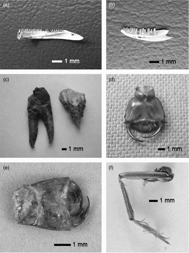 Figure 2. Examples of non-fish prey remains found in the diet of Kingfishers Alcedo atthis. (a) Newt Triturus sp. – lower jaw. (b) Lizard Lacerta sp. – lower jaw. (c) Spiny-cheek Crayfish Orconectes limosus – claw and fragment of rostrum. (d) Great Diving Beetle Dytiscus marginalis larva – head with large mandibles from ventral view. (e) Common Club-tail Gomphus vulgatissimus larva – labium with massive palpal lobes from the top view. (f) Water Boatman Corixa sp. – paddling third leg (found in an individual pellet of Kingfisher on 14 March 2014, Blanice River). Photo: M. Čech (a–d) and F. Weyda (e, f).