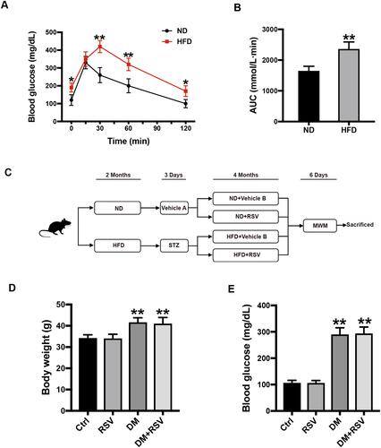 Figure 1 Experimental design and intergroup metabolic parameter comparison. (A) IPGTT test two months after HFD induction. (B) The AUC of blood glucose in the IPGTT test. The data are expressed as the mean ± SD (n = 30). *P < 0.05, **P < 0.01 vs ND. (C) Schematic of the experimental process. (D, E) After 6 months of intervention in the mice, the body weights of the mice in the four groups were measured (D), and blood glucose levels were analyzed (E). The data are expressed as the mean ± SD (n = 15). **P < 0.01 vs Ctrl.Abbreviations: IPGTT, intraperitoneal glucose tolerance test; HFD, high-fat diet; AUC, area under the curve.