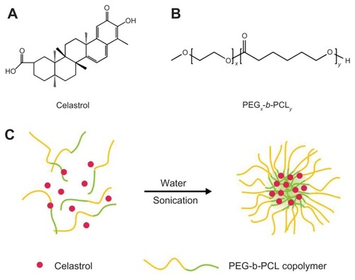 Figure 1 The structure of (A) celastrol and (B) poly(ethylene glycol)-block-poly(ɛ-caprolactone) nanopolymeric micelles and (C) schematic illustration of celastrol-loaded micelle formation.Abbreviation: PEG-b-PCL, poly(ethylene glycol)-block-poly(ɛ-caprolactone).