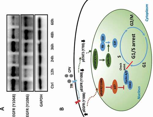 Figure 7. Conceptual scheme of CPV-triggered G1/S cell cycle arrest and kinetics of EGFR activation throughout virus life cycle. (a) Western blots showing EGFR phosphorylation status at Y1086 and Y1068 at different time points after CPV infection in CRFK cells. (b) Conceptual scheme of CPV-triggered G1/S cell cycle arrest via the EGFR(Y1086)/p27 and STAT3(Y705)/cyclin D1 axes. CPV binds to TfR on infection that triggers EGFR (Y1086) phosphorylation and EGFR (Y1068) de-phosphorylation. Phosphorylated EGFR (Y1086) is translocated to the nucleus where it contributes to reduced p27 expression; dephosphorylated EGFR (Y1068) is associated with reduced STAT3 (Y705) phosphorylation and decreased cyclin D1. Reduced p27 and cyclin D1 expression ultimately leads to cell cycle arrest at the G1/S stage.