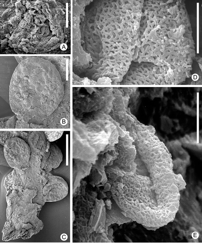 Figure 5. Zlatkocarpus pragensis (J. Kvaček & Eklund) comb. nov. A–E. Details of the holotype, F 2892 (see Figure 4A): A. Detail of stigma with adhering pollen; B. Fruit with resin bodies; C. Basal part of secondary axis with attached fruits; D. Retimonocolpites pollen adhering on stigma; E. Retimonocolpites pollen adhering near to stigma, with elongate outline. Scale bars – 1 mm (C); 400 μm (B); 30 μm (A); 6 μm (D, E).