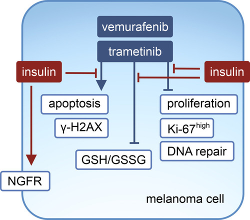 Figure 7 Proposed model of the influence of insulin on vemurafenib- and trametinib-induced effects in melanoma cells.