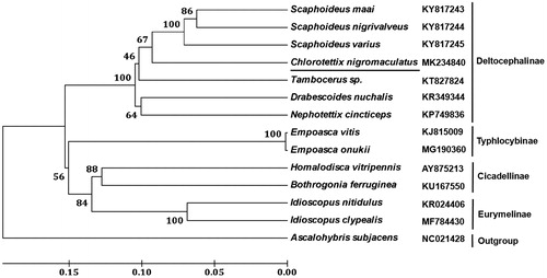 Figure 1. Phylogenetic tree showing the relationship between C. nigromaculatus and 12 other leafhoppers based on neighbour-joining method. Ascalohybris subjacens was used as an outgroup. GenBank accession numbers of each species were listed in the tree.