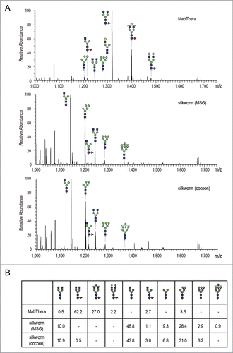 Figure 8. Fc glycosylation analysis of anti-CD20 mAbs. (A) Comparison of mass spectra acquired at the elution point of the glycopeptides of EEQYNSTYR, corresponding to 293–301 amino acids (EU numbering) in the heavy chain of anti-CD20 mAbs. (B) Percentage distributions of glycoforms were calculated by the relative peak area average values. Symbols: blue square, N-acetylglucosamine; green circle, mannose; yellow circle, galactose; red triangle, fucose.