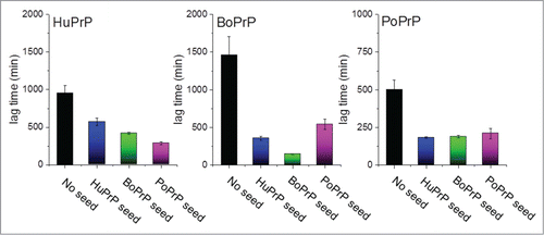 FIGURE 1. Recombinant prion protein from with human, bovine and porcine sequence was fibrillated in vitro under near native conditions as described in Nyström & Hammarström (2015).Citation12 The bars represent lag times in minutes for unseeded (black columns) and seeded with 1% preformed fibrils of all the included sequences (blue for human, green for bovine and pink for porcine).