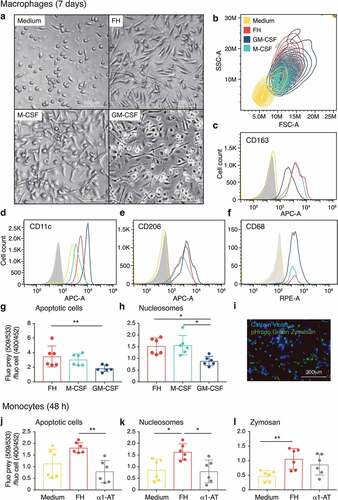 Figure 2. FH differentiates monocytes into macrophages