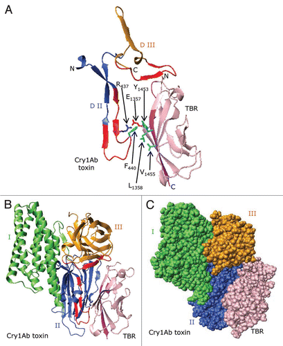 Figure 9 A proposed model showing docking of the Cry1Ab toxin to BT-R1. (A) Ribbon structures showing docking of the putative receptor-binding sequence of the Cry1Ab toxin (residues 422–498) to the TBR (residues 1349–1460) in BT-R1. The structure for the TBR was generated from the X-ray crystal structures of homologous cadherin domains as described in the legend to Figure 6. Note that in the interface between the Cry1Ab toxin and the TBR of BT-R1 there are potential hydrophobic interactions involving surface-exposed Phe440 in Cry1Ab and Leu1358, Tyr1453 and Val1455 in the TBR of BT-R1. Also, there is probable electrostatic interaction between the positively charged Arg437 in Cry1Ab and the negatively charged Glu1357 in the TBR. Glu1357, Leu1358, Tyr1453 and Val1455 lie either within or immediately adjacent to the signature sequences in the TBR of BT-R1 (Fig. 6 and blue arrows). Ribbon (B) and space-filling (C) representations showing docking of Cry1Ab toxin to TBR. Domains I, II and III of the toxin are colored green, blue and gold, respectively. The TBR is colored pink. Surface-exposed residues 432–449 and 480–493 in Cry1Ab are colored red, and residues 1349–1354 and 1451–1460 (signature sequences) in the TBR are colored purple.