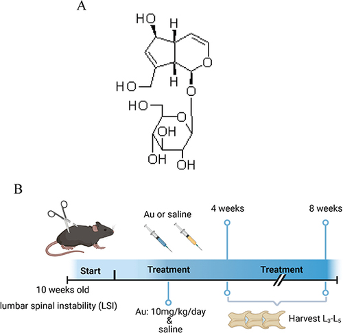 Figure 1 Experimental model diagram. (A) Au chemical structure formula. (B) LSI Surgery and Au Treatment Timeline.