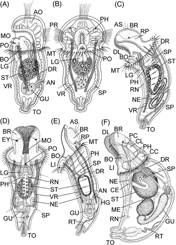Figure 5. Pelagospheras of P. agassizii. A: 96 h, lateral view; B: 96 h, frontal view; C: 120 h, lateral view; D: 180 h, frontal view; E: 180 h, lateral view; F: 1 month, lateral view. AO, apical organ; AN, anus; AS, apical sensilla; BO, buccal organ; BR, brain; CC, circular coelomic canal; CE, coelomocyte; CL, coelomic canals in dorsa-lateral lobes; DL, dorso-lateral ciliary lobes; DR, dorsal retractor; EY, eyespot; GU, thin gut; HG, hindgut; LG, lip gland; LI, lip; ME, mesenterium; MO, mouth; MT, metatroch; NE, nephridium; PH, pharynx; PO, sensory-glandular pore; PR, prototroch; PC, pharyngeal connectives; RN, ventral nerve cord; RP, rudiment of prototroch; RT, retractor of terminal organ; SP, sensory papilla; ST, stomach; TO, terminal organ; VR, ventral retractor.