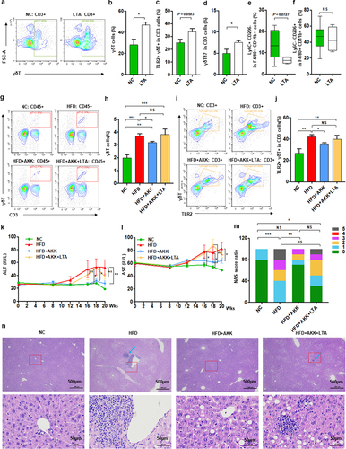 Figure 7. Akkermansia muciniphila decreased hepatic γδT cells by downregulating TLR2 in NASH mice. (a) Representative flow cytometric analysis. The percentages of hepatic γδT cells (b), IL − 17+ γδT cells (c), TLR − 2+ γδT cells (d), proinflammatory macrophages (e) and anti-inflammatory macrophages (f) after lipoteichoic acid (LTA) treatment alone were quantified by flow cytometry. Plots were gated on CD3+ T cells. n = 5 mice/group. (g) Representative flow cytometric analysis and (h) percentages of hepatic γδT cells after LTA and Akkermansia muciniphila treatment were quantified by flow cytometry. Plots were gated on CD45+ cells. (i) Representative flow cytometric analysis and (j) percentages of hepatic TLR − 2+ γδT cells were quantified by flow cytometry. Plots were gated on CD3+ T cells. (g-j) n = 8 or 5 mice/group. (k and l) the levels of serum ALT and AST were measured at 8, 12, 16, 18 and 20 weeks. (m) Representative images of hepatic hematoxylin & eosin (H&E) staining. Scale bar, ×40 (left), ×400 (right). The blue arrows indicate the steatohepatitis foci of inflammation with clusters of inflammatory cells. (n) Proportion chart diagram of the liver NAFLD activity score (NAS) ratio. Data are shown as the mean ± SEM or the median with interquartile range. p values were determined using one-way ANOVA or the Kruskal‒Wallis test. *p < 0.05, ** p < 0.01, *** p < 0.001. Groups: NC, normal chow control; HFD, high-fat diet; HFD + AKK, high-fat diet and oral treatment with Akkermansia muciniphila; HFD + AKK + LTA, high-fat diet and intraperitoneal injection with LTA and oral treatment with Akkermansia muciniphila; LTA, normal chow diet and intraperitoneal injection with LTA.