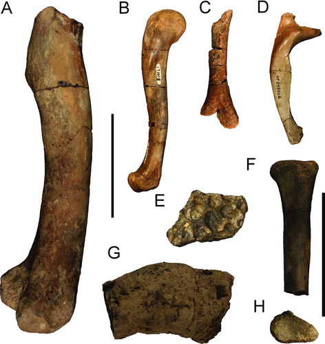 FIGURE 10 Crocodylian postcrania and coprolite from Miocene formations of the Panama Canal Zone. A, large right distal femur (USNM 7283) from the late Miocene Gatun Formation in lateral view; B, complete right femur (USNM 171018) from the early or middle Miocene Cucaracha Formation in lateral view; C, right distal humerus (UF 244332) from the early Miocene Culebra Formation in lateral view; D, anterior thoracic rib, position 2 (UF 245506), from the early or middle Miocene Cucaracha Formation in posterior view; E, partial osteoderm (UF 244331) from the early Miocene Culebra Formation in dorsal view; F, right proximal radius (UF 259874) from the early Miocene Culebra Formation in lateral view; G, coprolite (USNM 23177) from the early or middle Miocene Cucaracha Formation in lateral view; H, same as F in proximal articular view. Scale bar for A–D equals 10 cm; scale bar for E–H equals 5 cm.