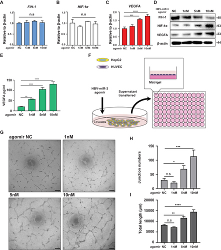 Figure 3 HBV-miR-3 promotes VEGFA secretion from HCC cells by regulating FIH-1/HIF-1α/VEGFA signaling. (A–C) Gene expression of FIH-1, HIF-1α and VEGFA in HepG2 cells after been transfected with different concentration of HBV-miR-3 agomir and negative control. (D) Western blot analysis of FIH-1, HIF-1α and VEGFA protein expression of HepG2 cells after been transfected with different concentration of HBV-miR-3 agomir. (E) ELISA analysis of VEGFA levels of supernatant of HepG2 cells transfected with different concentration of HBV-miR-3 agomir and negative control. (F) Schematic of lumen formation assay. Culture supernatants were collected from HBV-miR-3 agomir transfected HepG2 cells at 48 h. HUVEC were treated with the supernatants from HepG2 for 6h. (G) Representative pictures of lumen formation assay. Scale bar=200 μm. (H) Junction numbers of HUVEC of lumen formation assay. (n=3). (I) Total lumen lengths of HUVEC for lumen formation assay. (n=3). The error bars represent the SD from at least three independent biological replicates. ANOVA was used to calculate p values, represented as * p< 0.05; ** p < 0.01; *** p < 0.001; **** p < 0.0001; n.s, not significant.