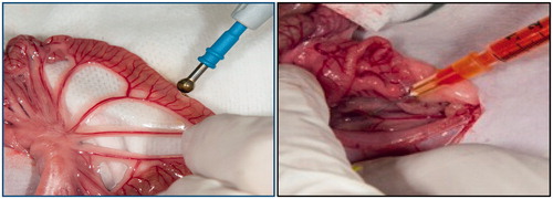 Figure 1. Electrocautery injury and fluorescein injection.
