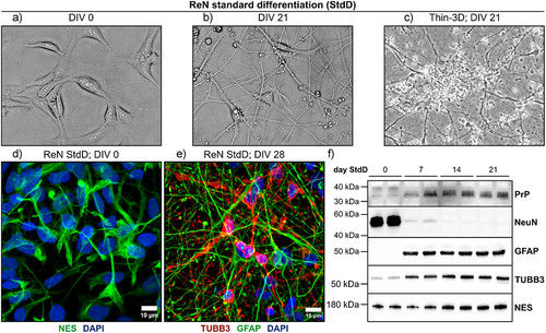 Figure 1. In vitro characteristics of ReN human neural progenitor-derived cultures. (a) and (b) ReN neural progenitor cells differentiate into cultures with neuronal morphology over 21 DIV. (c) ReN cells can also be differentiated as thin 3D cultures embedded within Matrigel matrix. (d) Representative Z-stacked projection of ReN neural progenitor cells stained with Nestin (NES; green) before differentiation. (e) Representative Z-stacked projection of neurons and astrocytes in thin-3D ReN cells at day 28 post-standard differentiation. Neurons were stained with beta-III-tubulin (TUBB3; red), astrocytes were stained with glial fibrillary acidic protein (GFAP; green) and nuclei were counterstained using DAPI (Blue). Immunofluorescence images were acquired using the 63X oil immersion objective of a Zeiss LSM 700 instrument (scale bar = 10 µm). (f) ReN cells express markers of neurons (TUBB3) and astrocytes (GFAP), neural progenitors (NES) and PrPC throughout standard differentiation. NeuN expression was also detected in ReN lysate at day 0 StdD.