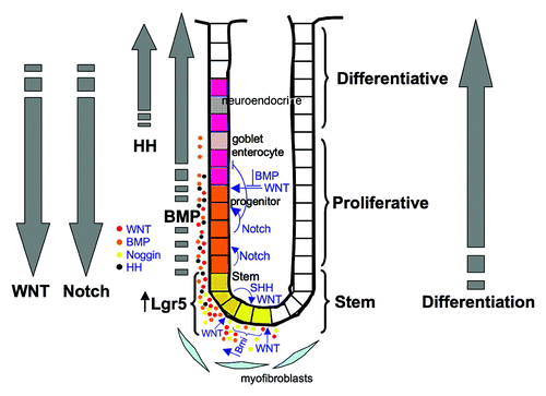Figure 1. Signaling in the colon crypt. Illustration indicating the overall structure of the human colon crypt and the gradient of WNT, Notch, BMP and HH signaling. Also indicated are the stem, proliferative and differentiative zones of the crypt, illustrating how colon epithelial cells differentiate from bottom of the crypt to top.