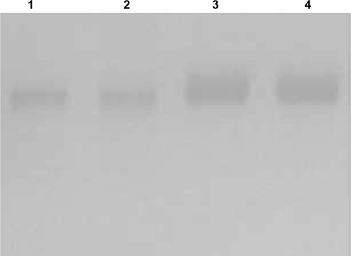 Figure S1 SDS–PAGE of free (1–2) and conjugated anti-EphA10 antibody (3–4).Abbreviation: SDS–PAGE, sodium dodecyl sulfate polyacrylamide gel electrophoresis.