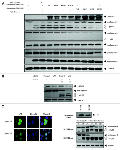 Figure 2. Different cytoplasmic levels of p53 affect cleavage of caspase-9. (A) Recombinant WT and mutant p53 were added to cytochrome-c challenged S100 lysates of HCT116 p53-/- cells and the caspase cleavage profiles were probed. (B) Endogenous p53 in HEK293 cells was knocked-down using siRNA and the S100 cytosolic extracts of the cells were induced with recombinant cytochrome-c to initiate apoptosis. (C) Immunocytochemistry showing the localization of p53R175H and p53R273H in H1299 cells stably expressing these mutants (left panel). Immunoblots of p53 and caspase-9 of the cytochrome-c challenged S100 lysates from each cell type at different time points were probed (right panel).