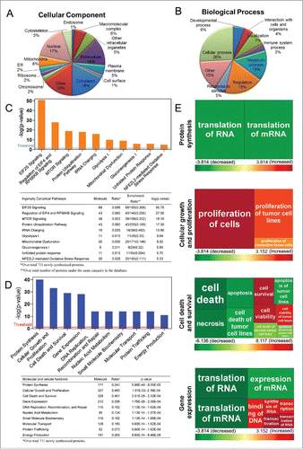 Figure 3. Gene Ontology (GO) analysis, canonical pathways, molecular and cellular functional analysis of de novo protein synthesis during autophagy. GO terms for cellular component (A) and biological process (B) of the de novo proteins analyzed based on the Software Tool for Rapid Annotation of Proteins. Proteins may be classified into multiple categories; percentages are computed as fraction of total assignments. Ingenuity Pathway Analysis (IPA) software reveals the top canonical pathways (C) and the molecular and cellular functions (D) with which the de novo proteins are associated. The ranking was based on the p values derived from the Fisher's exact test. The high-ranking categories are displayed along the x axis in a decreased order of significance. The y axis displays the -log(p-value). The horizontal line denotes the cutoff threshold for significance (p < 0.05). The statistical data of IPA analysis are shown below the bar chart. (E) Heat maps showing the top 4 molecular and cellular functions as listed in (D), to which the newly synthesized proteins may be involved: protein synthesis, cellular growth and proliferation, cell death and survival, and gene expression. Each square represents a subcategory under the individual function indicated to the left. The size of the square is proportional to -log (p-value) of the subcategory, derived from the Fisher's exact test. The color of the square corresponds to the activation z-score of the subcategory. Colors red and green indicate predicted activation and inhibition levels of individual subcategories, respectively (Tables S2–S5).
