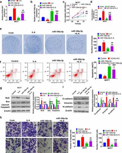 Figure 6. Activating the STAT3 pathway reverses miR-106a-5p-mediated antitumor effects