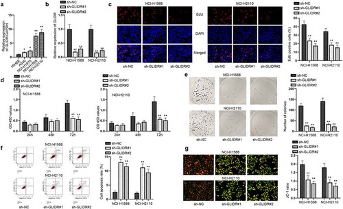 Figure 1. GLIDR is high-expression in LUAD cells and accelerates cell proliferation. (a) The relative expression of GLIDR, normalized to GAPDH, was detected through RT-qPCR in LUAD cell lines and 16HBE cell line. (b) The interference efficiency of GLIDR was measured via RT-qPCR, with sh-NC as control. (c–e) EdU staining, CCK-8 and colony formation experiments were conducted to test the influence of silenced GLIDR on cell proliferation, with sh-NC as control. (f–g) Flow cytometry and JC-1 experiments were implemented to test cell apoptosis when GLIDR was silenced, with sh-NC as control. *P < 0.05, **P < 0.01