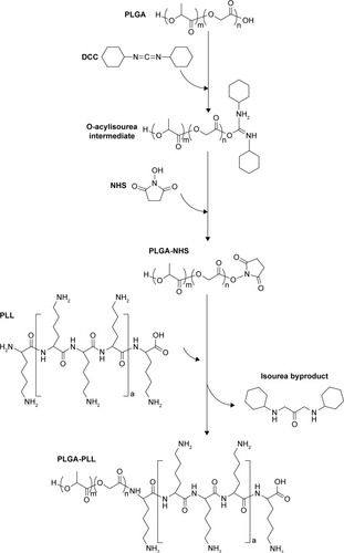 Figure 3 Synthesis of PLGA-PLL copolymer.Abbreviations: PLGA, poly(lactic-co-glycolic acid); PLL, poly-L-lysine.