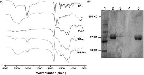 Figure 2. (A) FT-IR spectra of BA, Lf, PLGA, BAnp and Lf-BAnp, scanned over a range of 4000 to 400 cm−1 and (B) SDS-PAGE studies of nanoparticles. Lanes: 1. Marker, 2. Lf-BAnp, 3. BAnp and Lf physical mixture, 4. BAnp and 5. Lf.