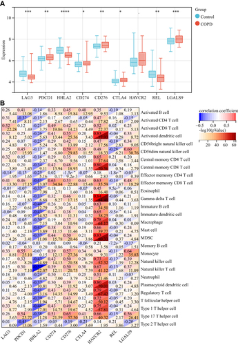Figure 5 Analysis of the difference in immune checkpoint and its correlation with immune cells. (A) Analysis of the difference in immune checkpoint between COPD patients and healthy subjects. (*P<0.05, **P<0.01, ***P<0.001, ****P<0.0001). (B) Correlation analysis between immune checkpoints and immune cells.
