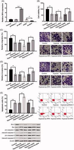 Figure 2. Overexpression of RP4 aggravated hypoxia-induced injury in H9c2 cells, while suppression of RP4 relieved the injury. (A) The expression of RP4 in H9c2 cells after transfection with pc-RP4, sh-RP4 and their NC. (B–E) H9c2 cells were transfected with pc-RP4, sh-RP4 and their NC under hypoxia condition. (B) Cell viability of different treatment groups; (C) cell migration of different treatment groups; (D) cell invasion of different treatment groups; (E) cell apoptosis and the expression of apoptosis-related proteins in different treatment groups. The experiments were repeated three times. Data are expressed as mean ± SD. *p < .05; **p < .01 and ***p < .001 compared to control.
