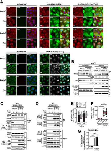 Figure 7. OE of the activated ATF6 form induces nuclear translocation of TFEB in A/A cells. (A) Representative IF images of endogenous TFEB or TFE3 (red) and EGFP (green) or HA (white) in A/AHep cells. Cells were infected with vector-, ATF4/EGFP, FLAG-XBP1s/EGFP- or HA-ATF6[Citation1-373]-expressing adenoviruses for 24 h and then treated with DMSO or Tm (1 µg/mL) for 24 h. Nuclei were stained with DAPI (blue). Scale bar: 20 µm. The numbers indicate the nuclear vs. cytosolic distribution ratios of endogenous TFEB or TFE3 of EGFP-positive cells in Fig. S5D. Data are presented as mean of three independent experiments (at least 150 cells per condition). (B) WB analysis of the subcellular distributions of endogenous TFEB and TFE3 in vector- or HA-ATF6[Citation1-373]-overexpressing A/AHep cells. Cells infected with vector- or HA-ATF6[Citation1-373]-expressing adenoviruses for 24 h were treated with DMSO or Tm (1 µg/mL) for 24 h. Nuclear TFEB and TFE3 levels normalized by Histone H3 levels are shown below the panels. Data are presented as mean ± SEM of three independent experiments. Histone H3 and TUBA/tubulin alpha were used as loading controls of the nuclear and cytoplasmic fractions, respectively. (C and D) WB analysis of immunoprecipitated TFEB-EGFP and YWHA (C) or HA-ATF6[Citation1–373] (D) in vector- or HA-ATF6[Citation1-373]-overexpressing A/A-TFEB-EGFP MEFs treated with DMSO or Tm (100 ng/mL, 24 h). Cells were lysed and subjected to IP with an anti-GFP antibody (C) or anti-HA antibody (D). Immunoprecipitates were analyzed by immunoblotting with antibodies against GFP (to detect TFEB-EGFP), phospho-(Ser)-YWHA binding motif (which binds to phosphorylated TFEB-EGFP at S211), YWHA, ATF6, or HA-ATF6[Citation1–373]. (E and F) Quantified results of the PLA between TFEB-EGFP and HA-ATF6[Citation1–373] in Fig. S6B. A/A-TFEB-EGFP MEFs transfected with plasmids expressing vector or HA-ATF6[Citation1–373] for 30 h were treated with DMSO or Tm (100 ng/mL) for 16 h. (E) The graph depicts the fraction (%) of cells with PLA signals in the nucleus, nucleus and cytosol, or cytosol. Data are presented as mean of three independent experiments (at least 70 cells per condition). ##p < 0.01, and ###p < 0.001, nucleus vs. nucleus and cytosol; &&&p < 0.001, nucleus vs. cytosol; $p < 0.05, nucleus and cytosol vs. cytosol (one-way ANOVA with Tukey’s post hoc test). *p < 0.05, DMSO vs. Tm in cytosolic PLA-positive cells (paired Student’s t-test). (F) The graph depicts quantification of the relative PLA MFI in the nucleus. Data are presented as mean ± SEM of three independent experiments (at least 32 cells per condition). A one-way ANOVA with Tukey’s post hoc test was used. Representative PLA images of A/A-TFEB-EGFP MEFs are presented in Fig. S6B. (G) Quantification of colocalization of TFEB-EGFP with HA-ATF6[Citation1–373] in Fig. S6C. A/AMEF cells were cotransfected with plasmids expressing TFEB-EGFP and vector or TFEB-EGFP and HA-ATF6[Citation1–373]. They were treated with DMSO or Tm (100 ng/mL) for 16 h, fixed, and stained with an anti-HA antibody (red) to detect HA-ATF6[Citation1–373]. Representative colocalization IF images of HA-ATF6[Citation1–373] and TFEB-EGFP in A/AMEF cells are presented in Fig. S6C. Data are presented as mean ± SEM of three independent experiments (at least 25 cells per condition). A two-way ANOVA with Sidak’s post hoc test was used.