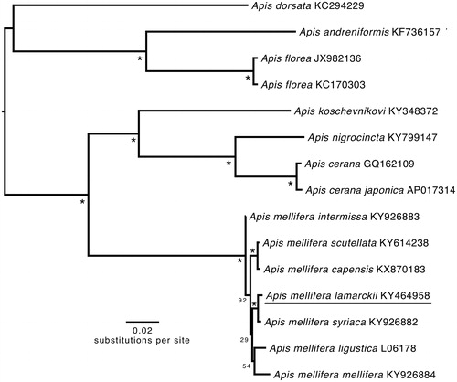 Figure 1. Phylogenetic tree constructed with A.m. lamarckii and 14 other Apis species and subspecies mitogenomes. It was constructed based on the alignment of the concatenated dataset of 13 PCG and 2 rRNA genes using the maximum-likelihood method within the RAxML package. The bootstrap support values are generated using 1000 replications. The bootstrap values are indicated behind each node. GenBank sequences are listed, followed by species names.