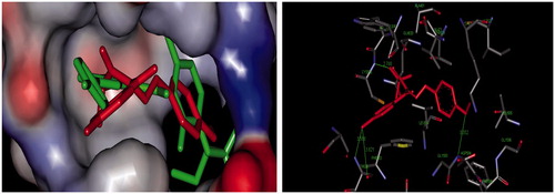 Figure 3. Right panel shows docking studies on compound 8 with B-RAFV600E kinase domain and left panel shows superimposition of compound 8 (red colored) on PLX4032 inhibitor (green colored) inside the pockets of active site. Hydrogen bonds are shown in green.