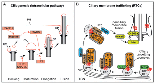 Figure 3. RAB cascades during ciliogenesis and protein transport. (A) Proposed model of RAB11-RAB8 cascade during intracellular ciliogenesis. Shortly after induction of ciliogenesis, Rab11 activates and recruits Rabin8 to the pericentriolar compartment and vesicles (V) dock to the distal appendages of the mother centriole forming small ciliary vesicles (CV). EHD1 together with SNAP29 promotes the fusion of these small vesicles resulting in the maturation of a large CV that caps the distal end of the mother centriole. Rab8, which is recruited and activated by Rabin8, subsequently drives CV membrane extension, and IFT elongates the ciliary axoneme (Ax). This is followed by CV fusion with the plasma membrane (PM), often resulting in the formation of a ciliary pocket (CP). (B) ARF4-RAB11-RAB8 cascade that sorts and delivers rhodopsin transport carriers (RTC) to the periciliary membrane of photoreceptor cells. TGN; trans-Golgi network.