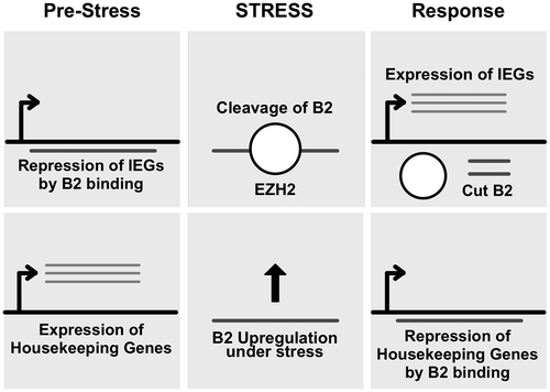 Figure 2. An overview of gene expression regulation by the SINE B2 RNA. Recruitment of the protein EZH2 during cellular response to stress leads to B2 RNA cleavage and release of RNA Pol II transcription of IEGs. IEG: Immediate Early Genes.