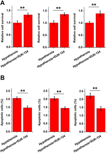 Figure 3 Combined therapy with antioxidants further improved cell viability and suppressed cell viability. The effects of mild hypothermia treatment in combination with three antioxidants, namely EUK-134 (100 μM, (A), tempol (100 μM, (B), or edaravone (Edr, 100 μM, (C) were analyzed. After subjecting the cells to TbH2O2 stress, the antioxidants were added into into one group of cells, and mild hypothermia treatment was initiated, followed by a 24-hour incubation in the F-12K media (antioxidants-hypothermia group). Cell viability (A) and apoptosis (B) were analyzed by MTT and cell apoptosis assays, respectively. **p<0.01.