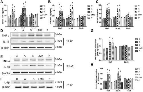 Figure 3 Early peripheral-inflammatory response and neuroinflammation following surgery or LMK235 treatment. (A-C) The serum level of IL-1β, IL-6, and TNF-α on postoperative day 1, 3, and 7 were measured by ELISA, n = 4 per group. Each sample repeated the experiment 3 times. (D–F) Representative Western blots of TNF-α and IL-1β on postoperative days 1, 3, and 7, n = 4 per group. Each sample repeated the experiment 3 times. (G, H) Densitometric analysis of Western blot data from D–F, n = 4 per group. #p < 0.05 versus the day-matched control group. *p < 0.05 versus the day-matched anesthesia group.